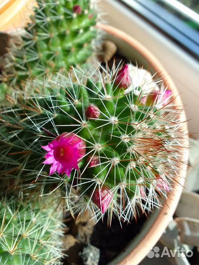Кактус Мамилярия 2 вида. Цветёт