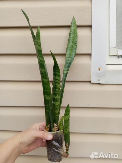 Сансевиерии