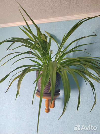 Хлорофитум