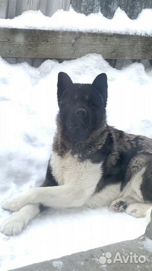 Кабель вязка Американский акита