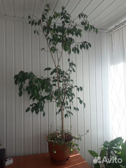 Фикус Бенджамина большой