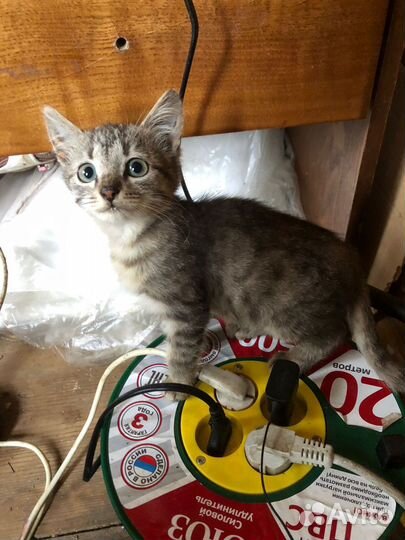 Котята ищут дом