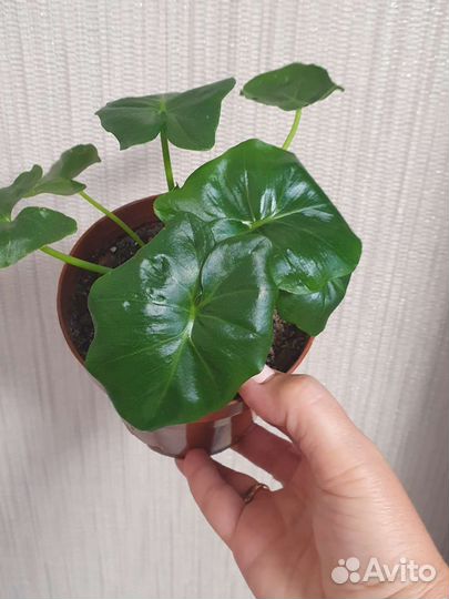 Филодендрон Атом