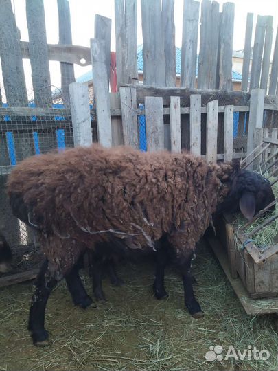 Баран на племя