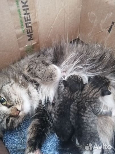 Котята от сибирской кошки