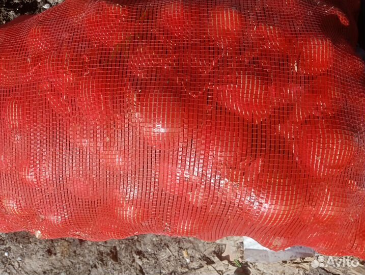 Лук репчатый