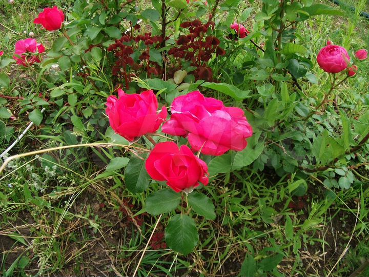 Дом 48,5 м² на участке 15 сот.