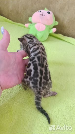 Бенгальские девочки и мальчик