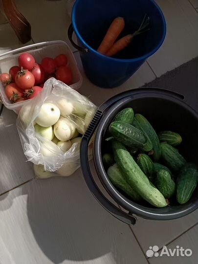 Кабачки, огурцы, помидоры, рыба свежая