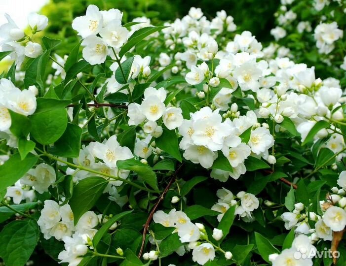Жасмин чубушник