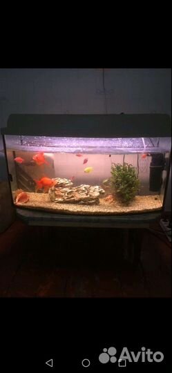 Аквариум