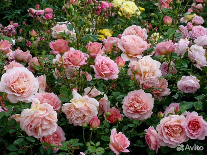 Саженцы роз шрабы / большие кустовые/полуплетистые