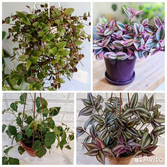 Традесканции, циссус