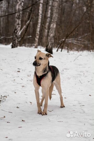 Собаки бесплатно