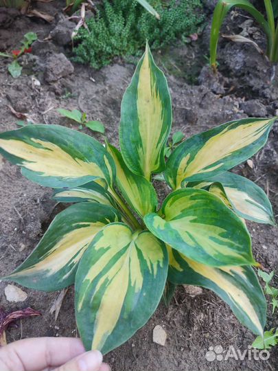 Хоста Тандерболт