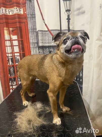 Стрижка собак и кошек