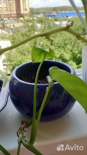 Продам цветы комнатные