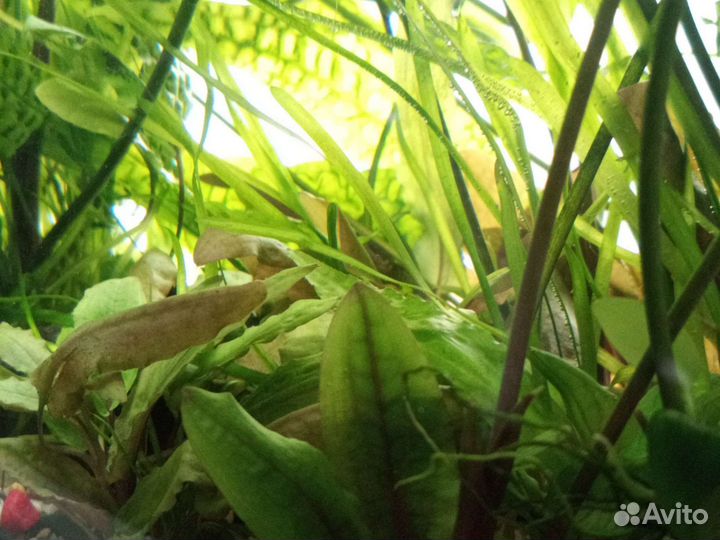 Аквариум травник