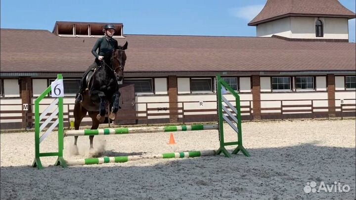 Мерин Французкий рысак