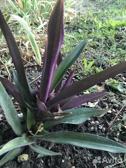 Продам цветы комнатные