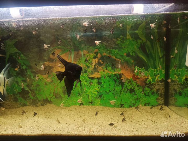 Рыбки скалярии