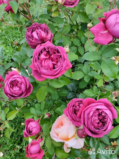 Саженцы роз (много сортов)