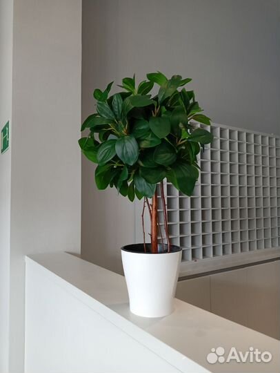 Фикус Мокламе