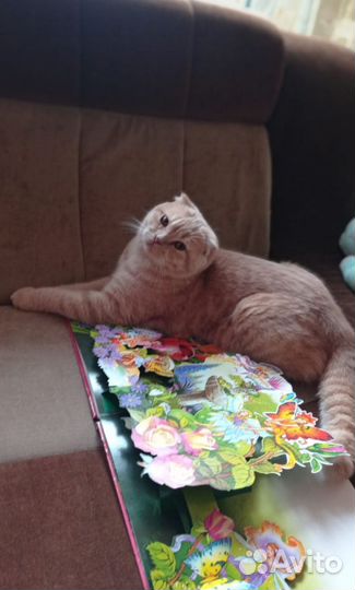 Британски кот