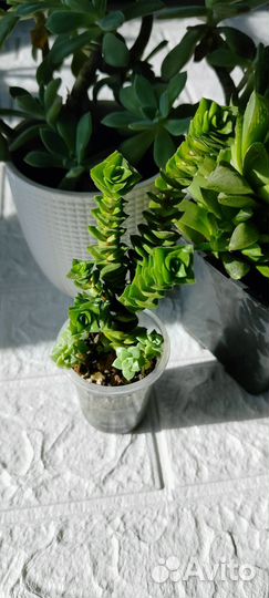 Крассулы (суккуленты)