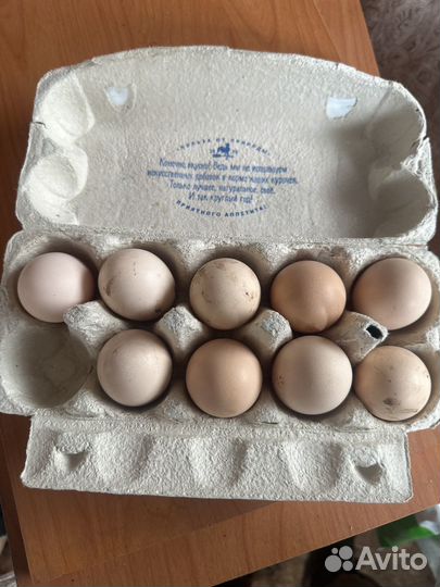 Бойцовые яйца