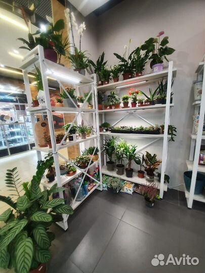 Готовый цветочный бизнес