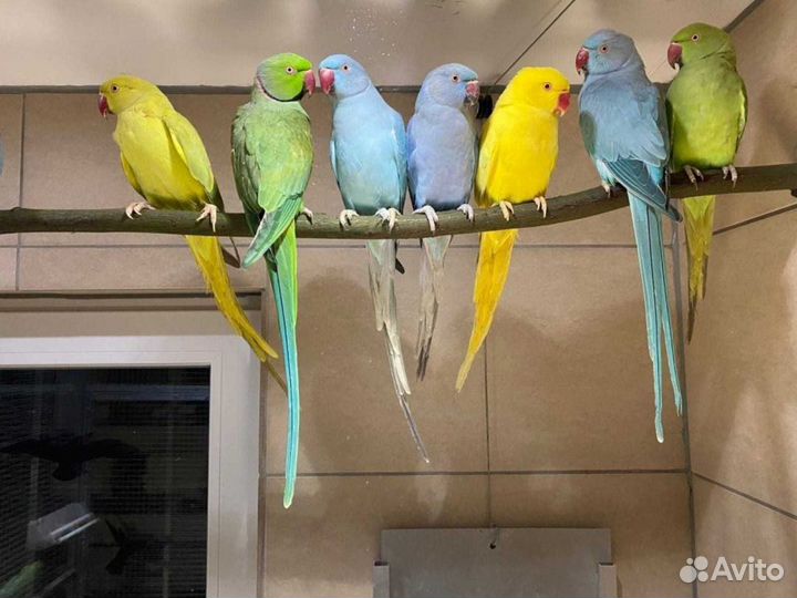 Ожереловый попугаи