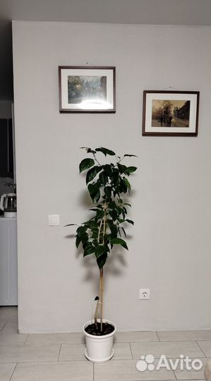 Гибискус китайская роза 140 см