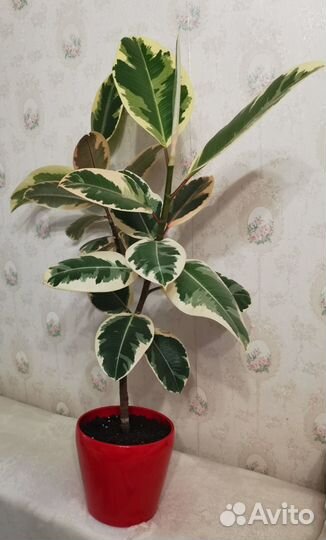 Фикус эластика вариегата