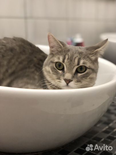 Кошка отдам в добрые руки