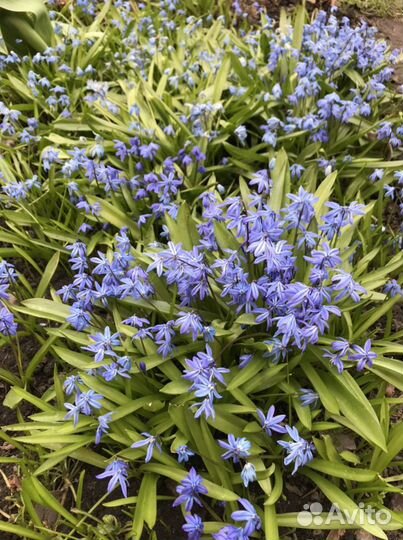 Мускари, Подснежники, Незабудки