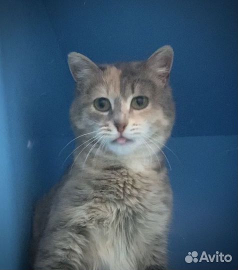 Нежная малышка Боня (1,5 года)