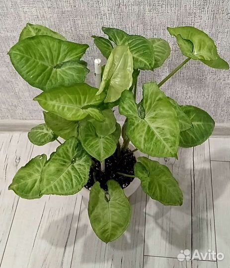 Аглаонема,сингониум,спатифилум