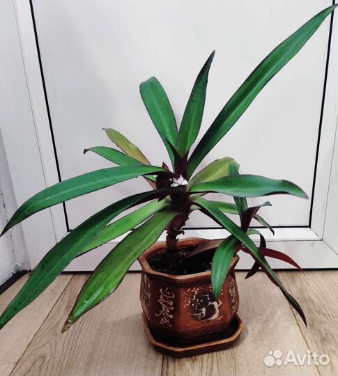 Рэо традесканция