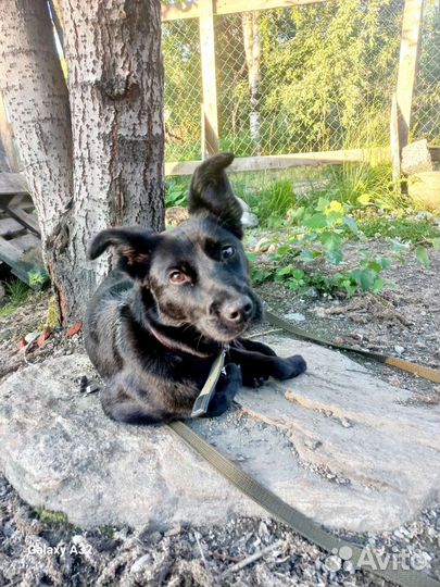 Собаки бесплатно в добрые руки