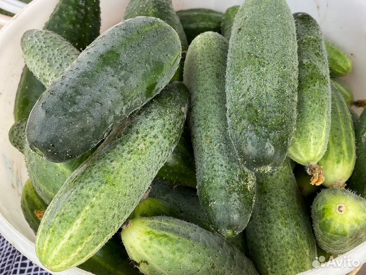 Продам огурцы