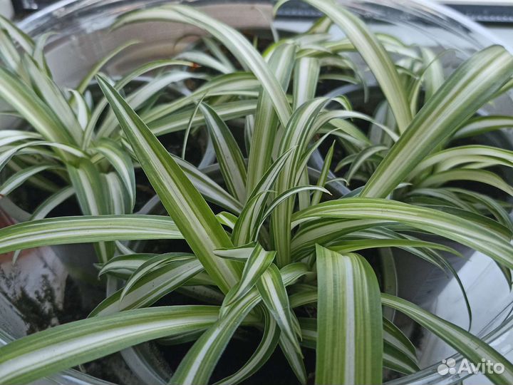 Хлорофитум