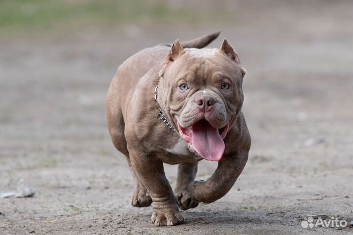 Bully экзот