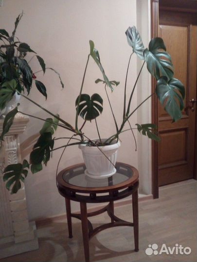 Монстера, кротон, юкка, спатифилиум, фиалка