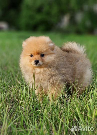 Малыши 2 мес