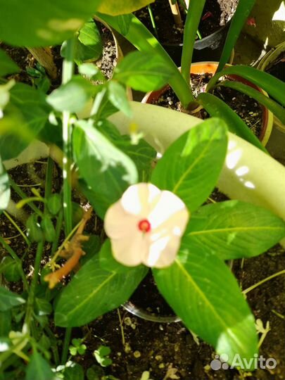 Пеларгония герань, катарантус фото 2