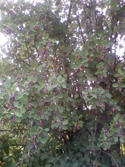 Дом 50 м² на участке 10 сот.