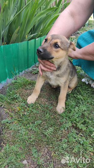 Щенки бесплатно