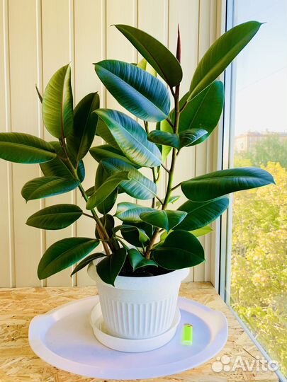 Фикус Эластика Робуста, Мелани