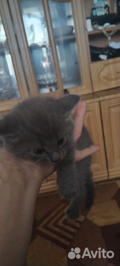 Британская